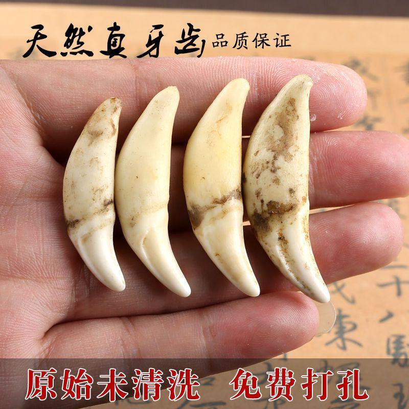 

Мужской кулон Зуб Волка Парное украшение Подарок на день рождения Защита тела ребенка Настоящее ожерелье из зубов черной собаки Кулон из зуба тибетского мастифа 3.5cm, small size bleached teeth (send red rope)