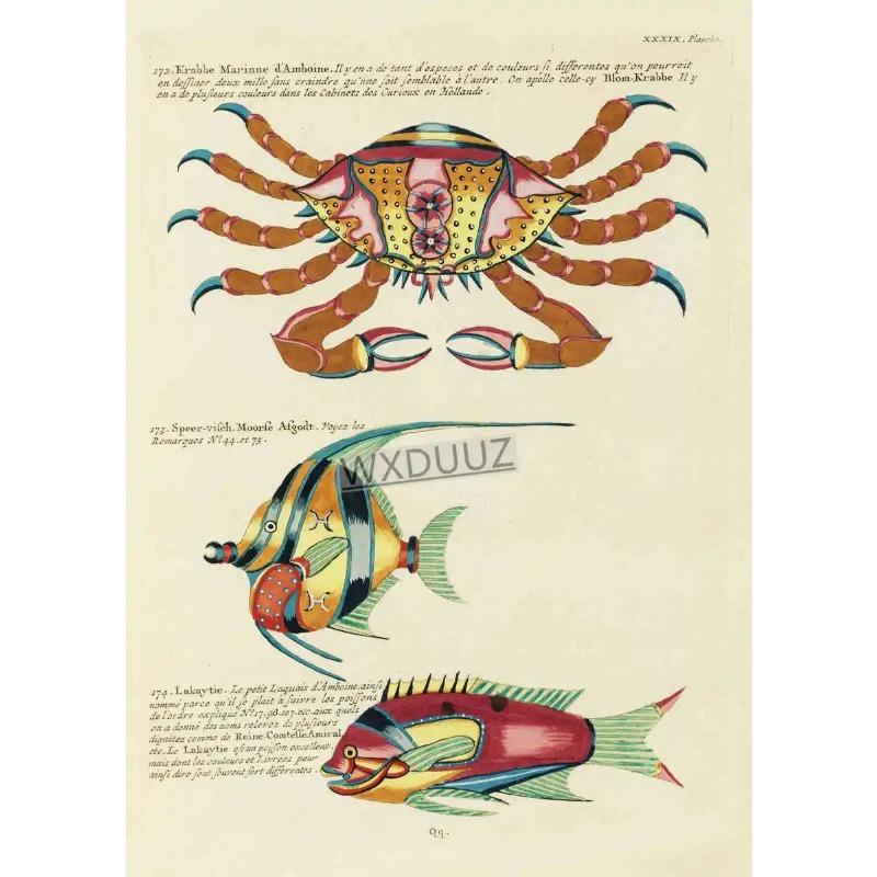 

Vintage Insect Birds Fish Animal Educational Posters Home Bar Cafe Decor Art Wall Painting Wall Decor Poster Canvas Painting 21cm×30cm NoFrame