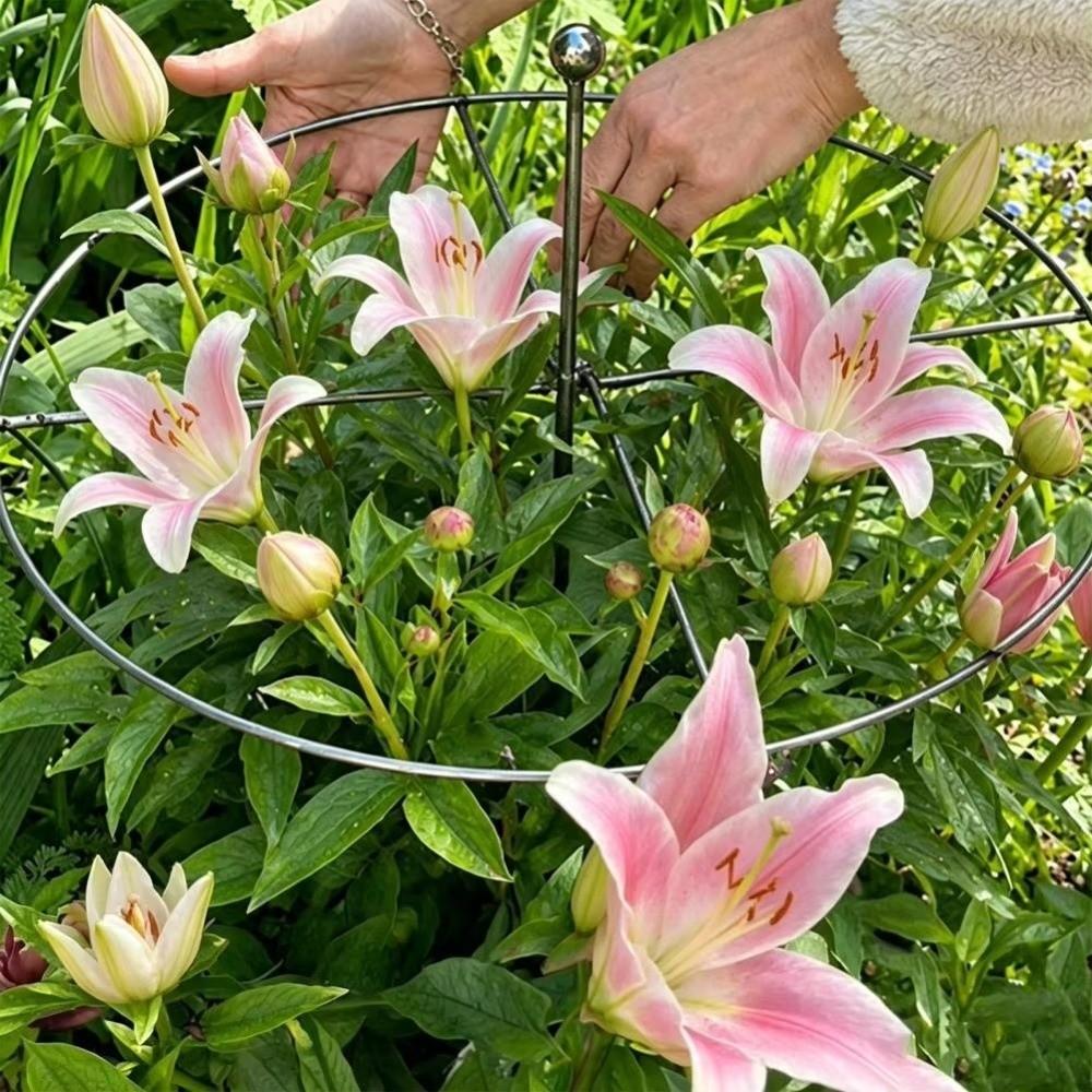 Rust-Proof Metal Plant Support Ring Weather-Resistant Garden Plant Holder Plant Growth Fixing