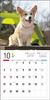 Calendar 2024 Corgi galez (Calendarul Seibundo Shinkosha)