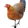 Animal Statue Stakes Realistic Chicken Sculpture Rooster Stake Garden for Lawn Yard