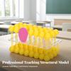 Cell Membrane Model Educational Fluid Mosaic 3D for Students
