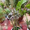 Transparent Plant Stem Fixer and Gatherer for Potted and Art Flowers - Monstera Clip Support