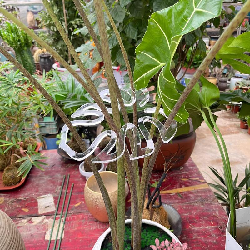 Transparent Plant Stem Fixer and Gatherer for Potted and Art Flowers - Monstera Clip Support