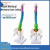 45CM Colorful Anatomical Human Spine Model