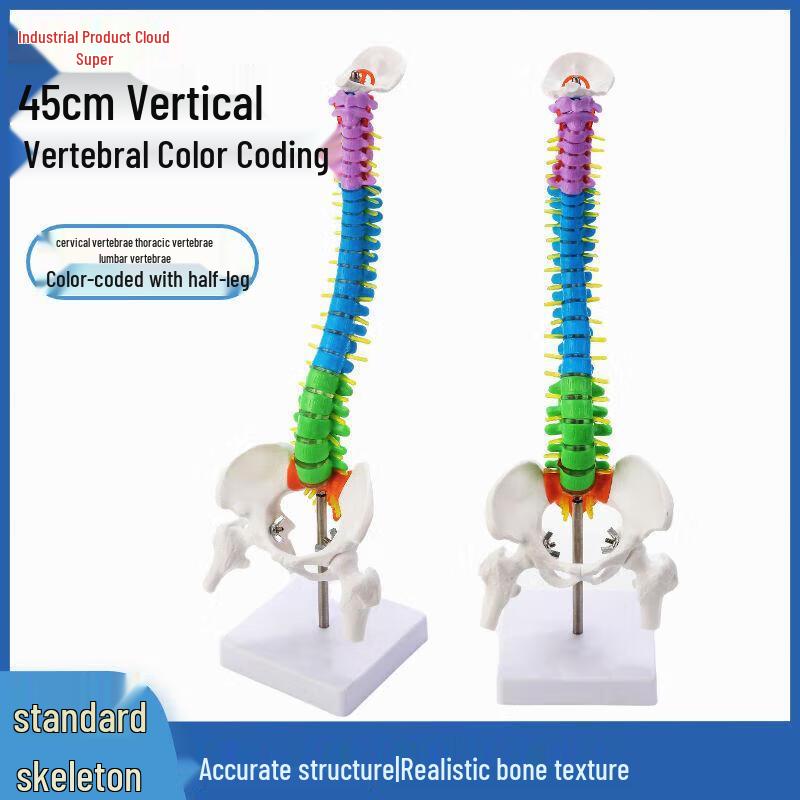 45CM Colorful Anatomical Human Spine Model