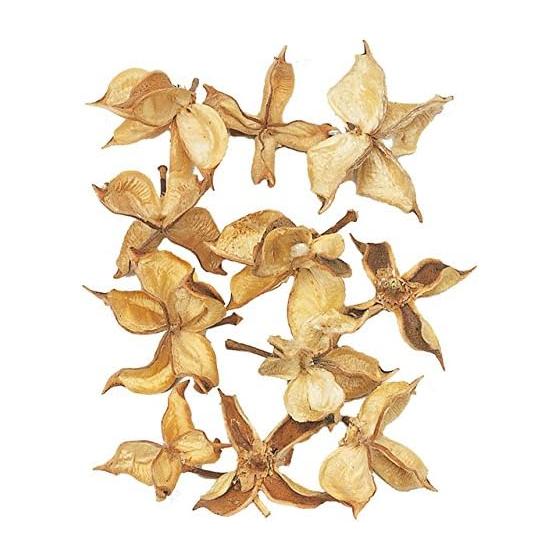 Daichi Farm Dried Flower Watakara DO024400-000