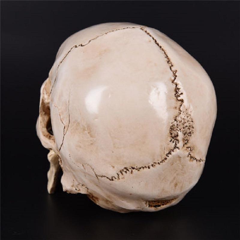 Realistic Life Size Human Anatomy White Resin Replica Skull For Halloween Decor