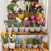 Simulation Plant Doll Daffodil Tulip Fun Potted Series Plush Toy Decorative Ornaments