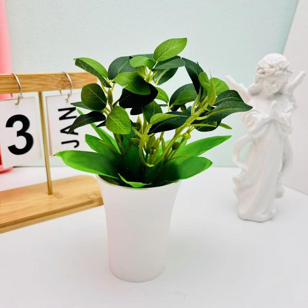 Pudica Schefflera Mimosa Octophylla Green Plant For Home Decor Tabletop