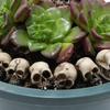 10/20Pcs Gothic Skull/ Mushroom Sculptures Collectable Halloween Decoration Skeleton / Mushroom Ornament Landscape Garden Potted