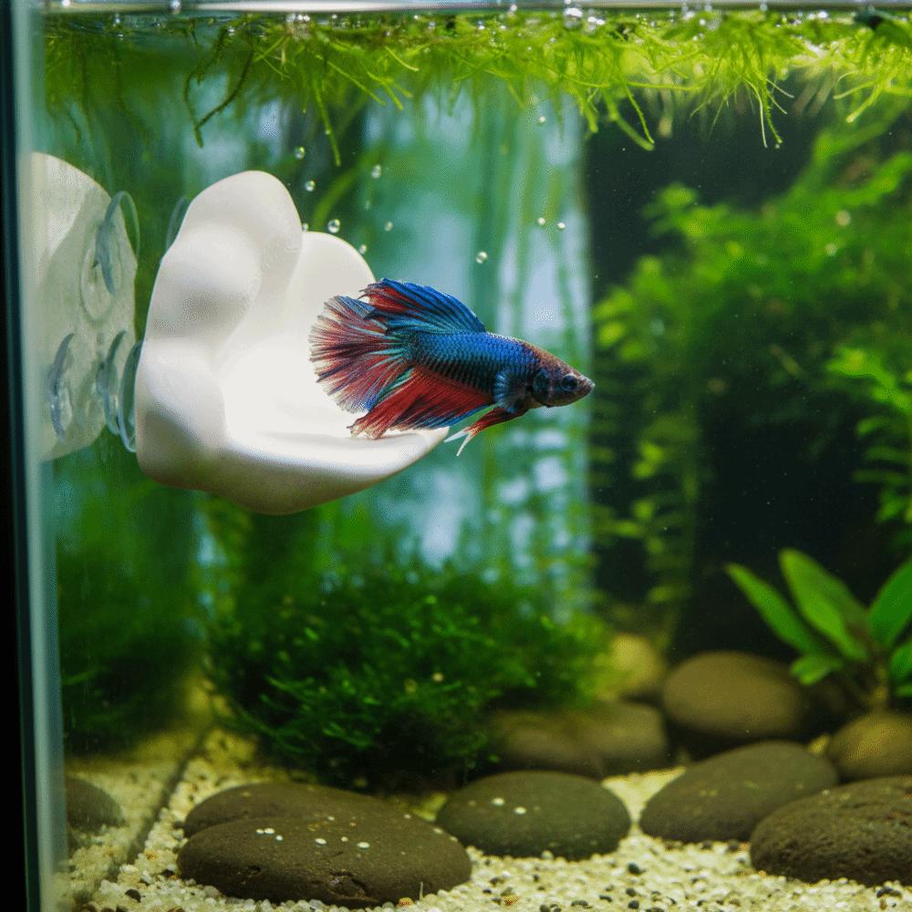 3D Printing Betta Fish Hammock with Suction Cup Betta Spawning Bed  Aquarium Decoration