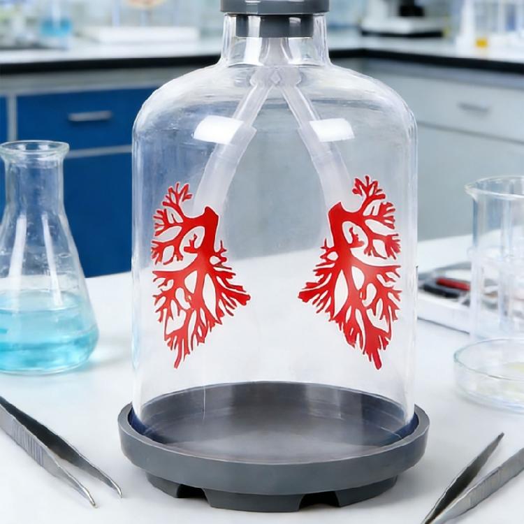 Biology Teaching Aid Demonstrating Diaphragm Action And Gas Exchange In Respiratory Large Size For Clear Instruction