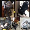 Mosquito Net Full Cover for Baby Car seat Cover Cradles Stroller Mosquito Netting Stretchable Netting Dual-Use Zipper Mesh