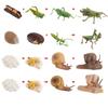 Animal Growth Cycle Models: Chicken, Duck, Goose, Butterfly, Turtle, Frog Montessori Teaching Figurines