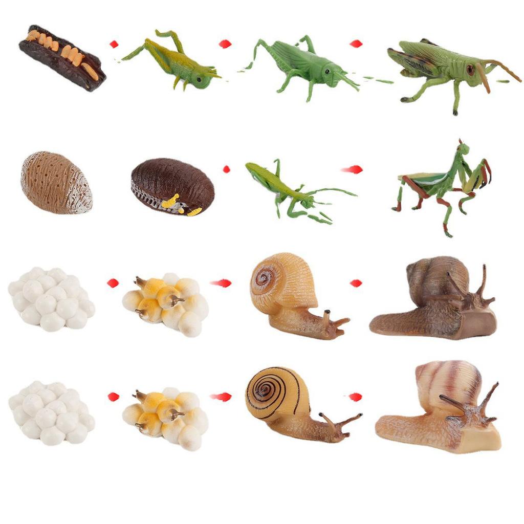 Animal Growth Cycle Models: Chicken, Duck, Goose, Butterfly, Turtle, Frog Montessori Teaching Figurines