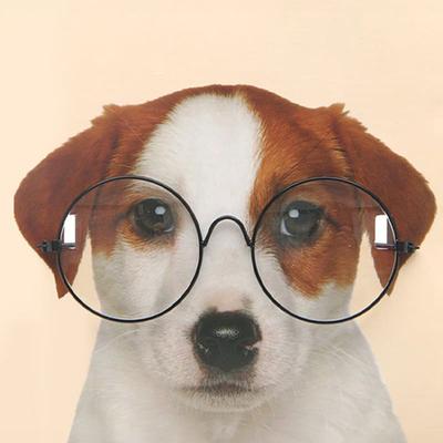 [Pet] Fashion Glasses For Dogs 2000