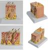 Anatomisches menschliches Hautmodell Menschliche Hautstruktur Anatomisches Modell für Wissenschaftsunterrichtsstudium Ausstellung Lehrmodell