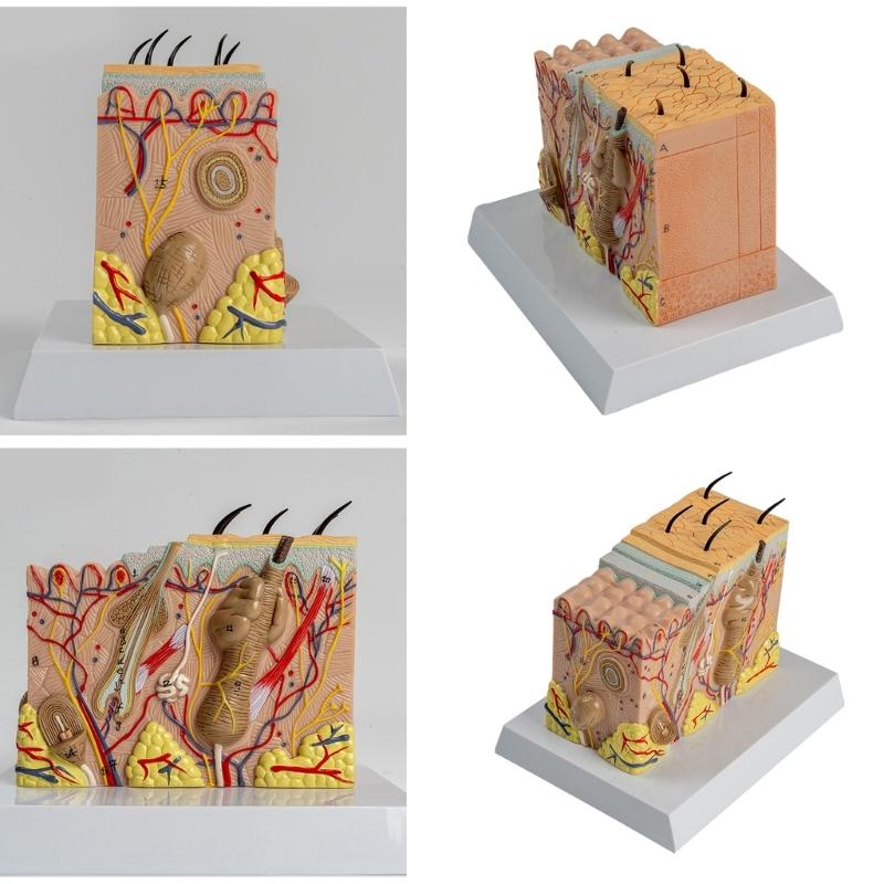 Anatomisches menschliches Hautmodell Menschliche Hautstruktur Anatomisches Modell für Wissenschaftsunterrichtsstudium Ausstellung Lehrmodell
