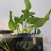 Aquarium Plant Holder with 5 Hole Heavy Duty Aquatic Plant Cup Fish Tank Top Hanging Floating Root Plants Planter Shelf Aquascape Decoration