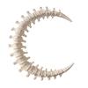 Spine Moon Ornament, 3D Printed Dark Atmosphere Wall Piece, Lightweight Desktop Sculpture, Anatomical Detail Halloween Decor