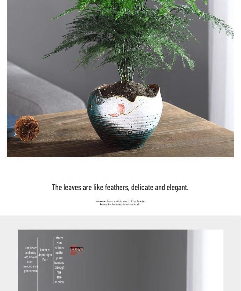 Asparagus Fern Indoor Plant: Air-Purifying, Evergreen, Hydroponic Bonsai for Office or Home