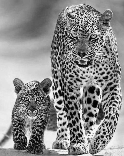 5D DIY Diamantmalerei Voll Quadrat Schwarz Weiß Tiere Diamantstickerei Löwe Tiger Mosaikbild aus Strass Dekor Geschenk