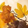 Artificial Maple Leaf Garland Faux Pumpkin Vine Decorative Hanging for Autumn Indoor Outdoor Party Home Wedding