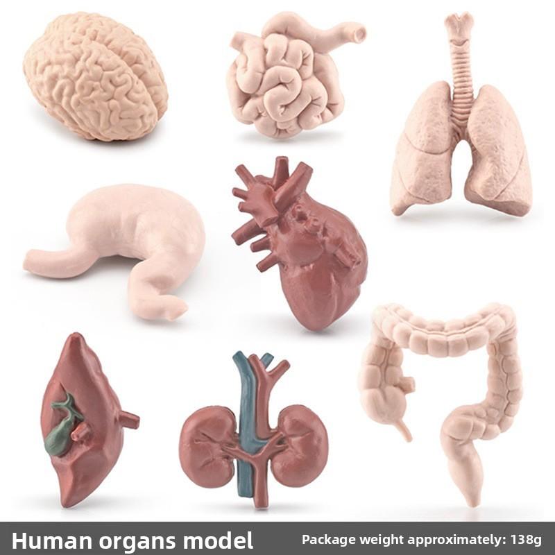 Organs Human Pvc Model Set Montessori Teaching Toy For Kids Learning Science