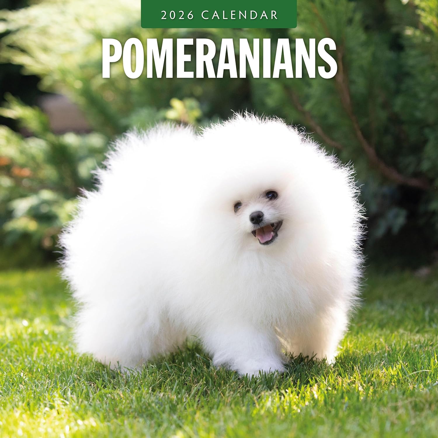 Red Robin 2026 Pomeranians Monthly Wall Calendar | 12  x 24  Open | Premium Thick & Sturdy Paper | Hangable 12 Month Calendar | Lined Notes & To Do