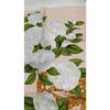 Used CHANEL Camellia Scarf