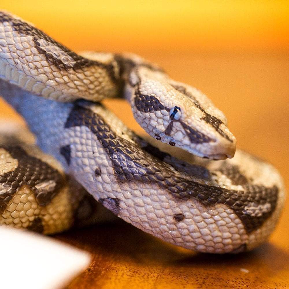 Safari Boa Constrictor Snake Figure Scale Model 266529 1/4