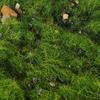 Cover Miniature 50G Static Scenery Vegetation for mini size garden Wargame Micro Landscape DIY