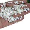 Dazzling Abalone Mother-of-Pearl Nail Art Glitter Fragments