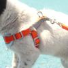 Pet Harness Vest and Leash Set for Small and Medium Dogs