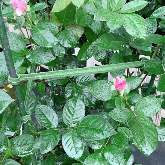 10Pcs Plant Trellis Connectors Flexible Sturdy Rust-Proof Plastic Connecting Rod Support Expandable Garden Vegetables Tomato Cage Stake Arm