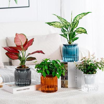 Self Watering Flowerpot Transparent Plastic Flower Vase Automatic Tabletop Lazy Hydroponic Succulent Plant Pot Home Office Decor