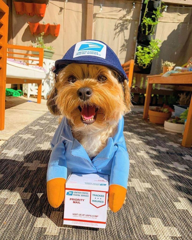 Halloween Klein- & Mittelgroßes Haustierkostüm - Hund & Katze Verwandlungskostüm