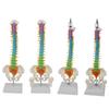 Bendable Medium-Sized Anatomical Model of Human Spine, Occipital, Pelvis, and Femur for Teaching Aids