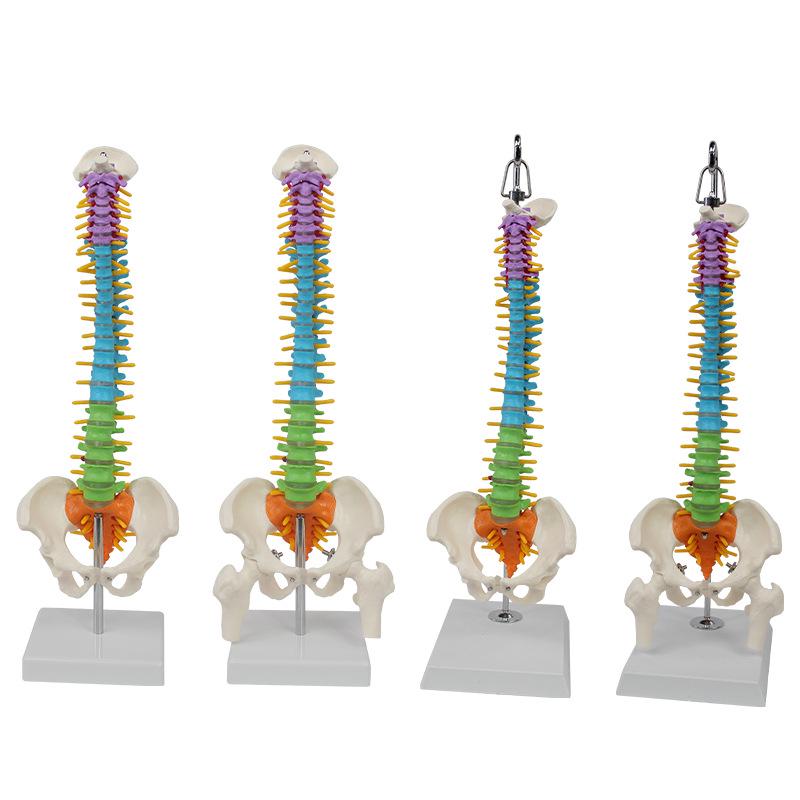 Bendable Medium-Sized Anatomical Model of Human Spine, Occipital, Pelvis, and Femur for Teaching Aids