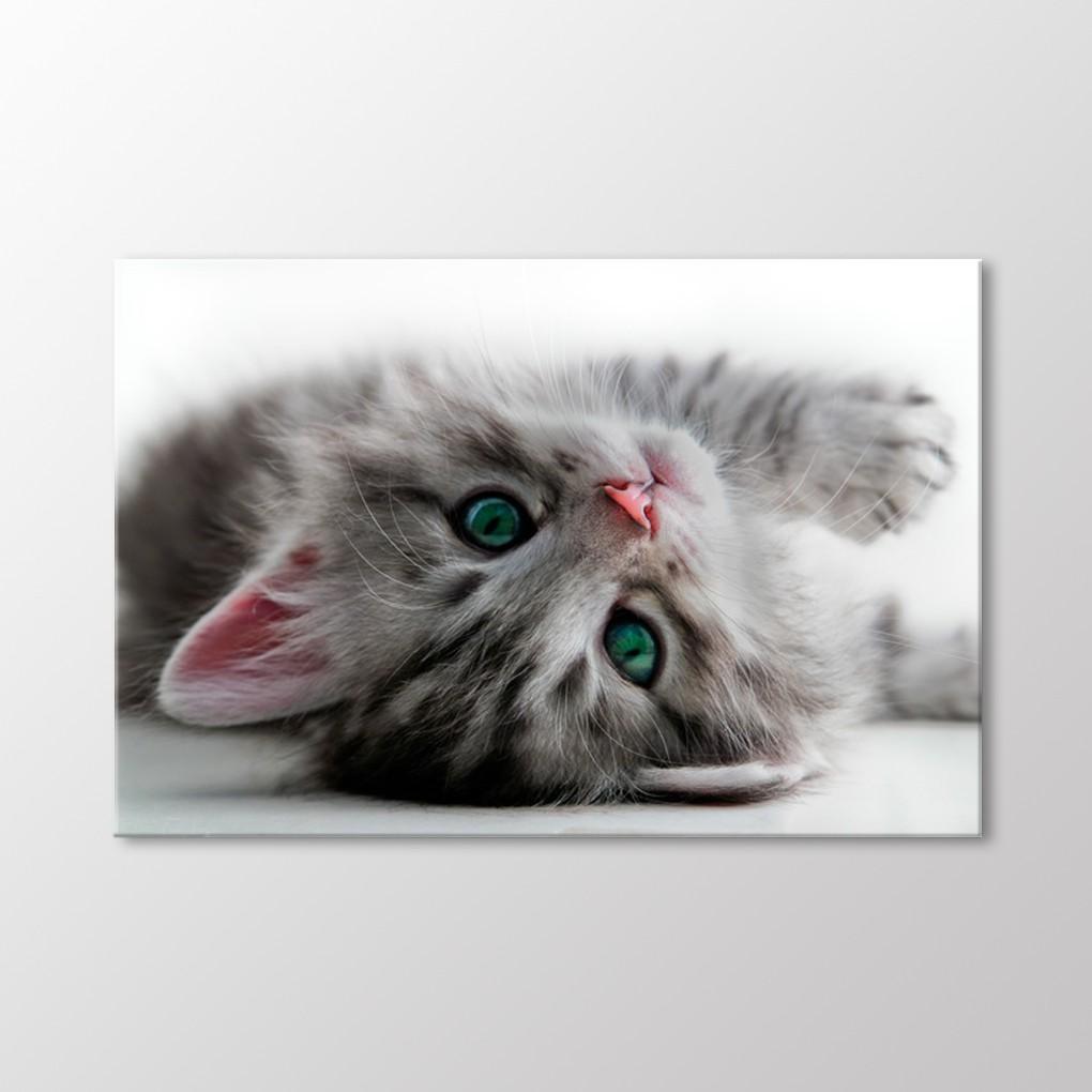 

Котенок