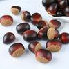 Realistic Artificial Chestnuts,12 Flat & 12 Pointed Durable Plastic Brown Decor for Home Parties,Festive Photography Props