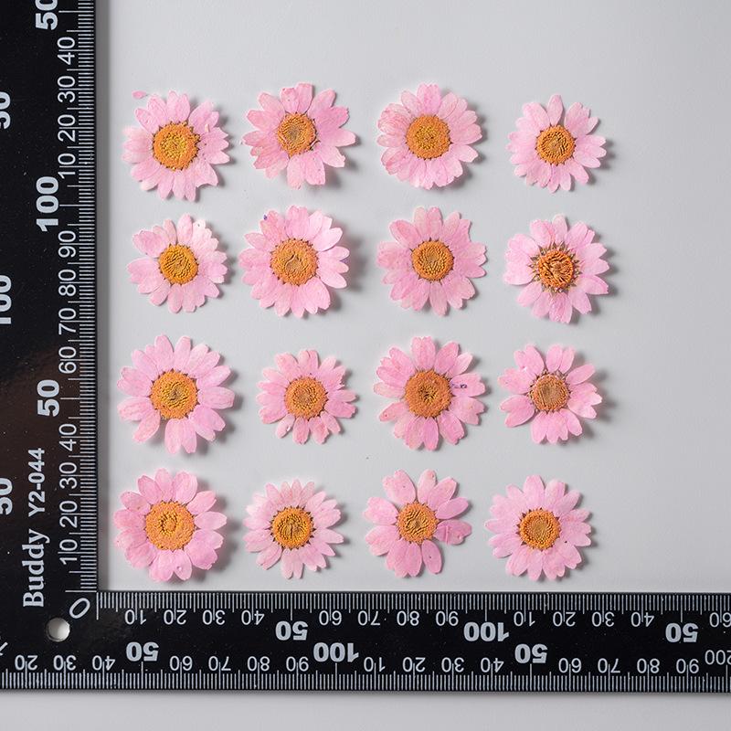 12 PCS/Set Pressed Dried Flowers for Scrapbooks Making Natural Flower For Epoxy Resin Pendant Necklace Jewelry Making Craft
