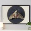 Vintage Spider Antique Bat Raven Moth Butterfly Gothic Art Poster Canvas Painting Wall Prints Picture Dark Academia Decoration
