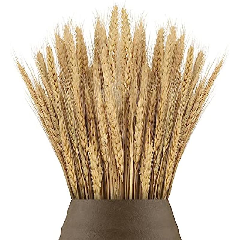 100 Pcs Natural Dried Wheat Stalks Dry Wheat Spikes for Decoration Bouquet Boho Home Tables Wedding Party Fireplace Decor