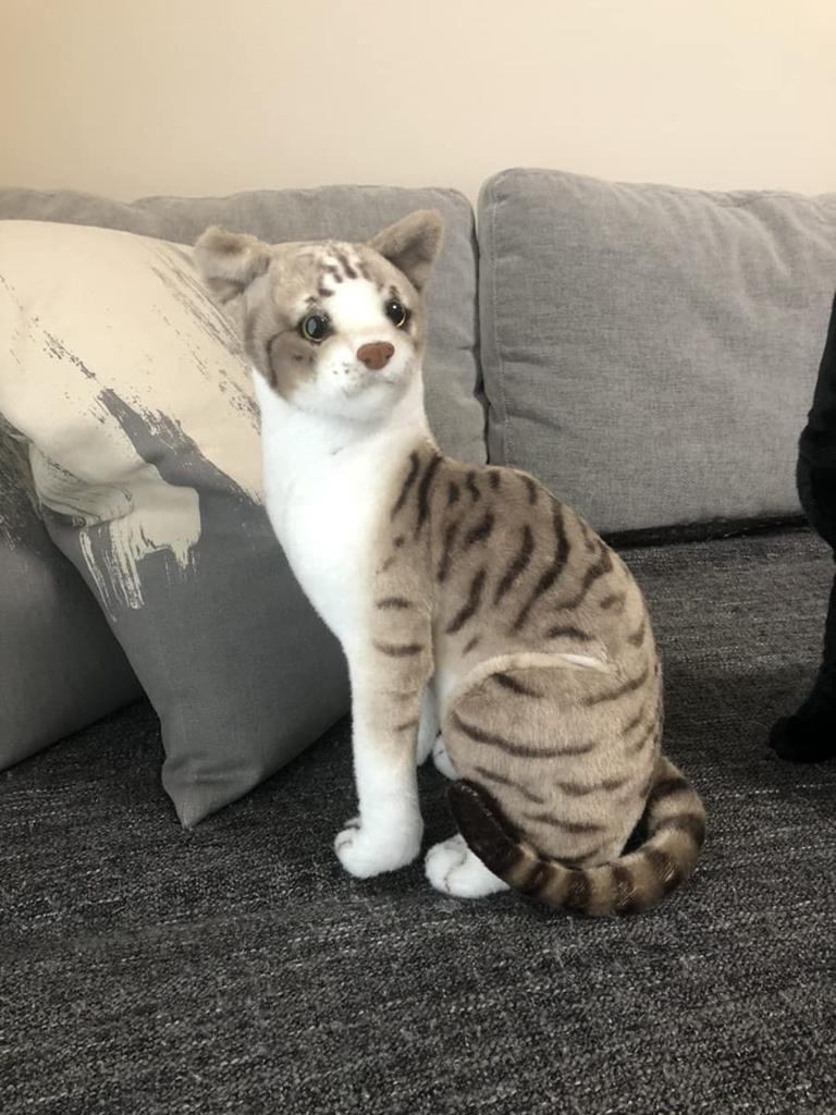 Tiger Tale Toys Realistic Cat Plush Cute Pet for Girls and Boys Toy, 35cm, Cat, (American Shorthair)