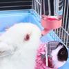 500ml Automatic Rabbit Water Bottle Dispenser Nipple Drinker Cage Hanging Pet Dog Guinea Pig Squirrel Rabbit Drinking Head