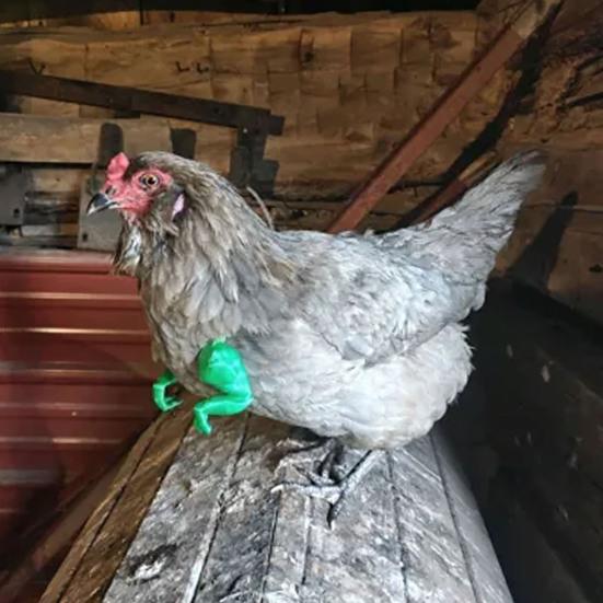 Chicken Muscle Arm Toy Funny Dinosaur Spoof Pet Props Chicken Forelimb Decor Fighting Chicken Photo Shoot Prop Halloween Birthdays Supplies