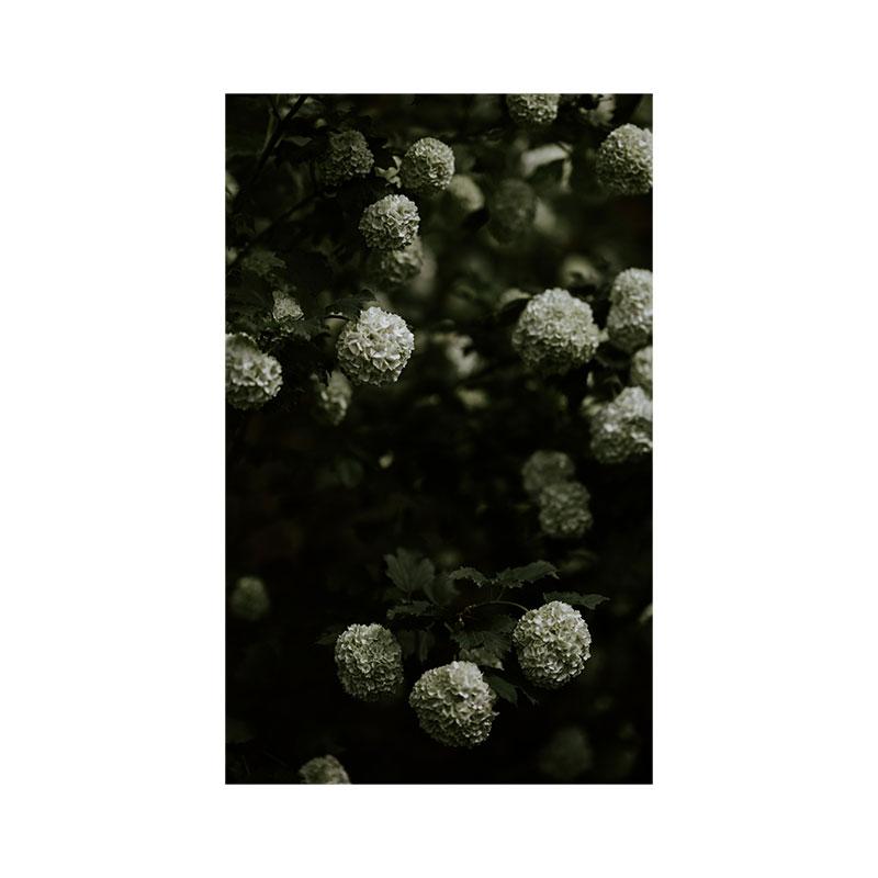 Modern Nature Canvas Painting Green Leaves Paintings Plant Pictures Tree Posters Prints for Living Room Decor Cuadros Wall Art