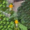 Fruit Fly Trap Outdoor Hanging Drosophila Trap Reusable Fruit Flies Cather Jar Melon Fly Trap for Orchard Vegetable Garden